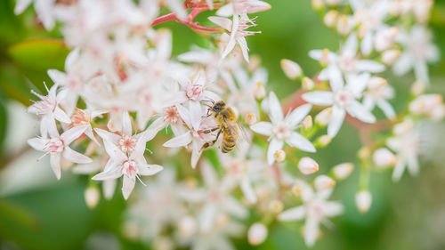 Close-up of bee pollinating on flower