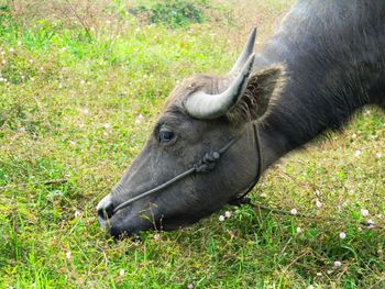 Close-up of a horse on field