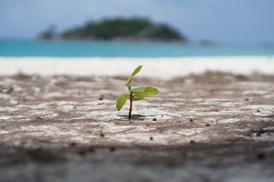 Close-up of plant growing on land