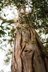 Low angle view of tree trunk