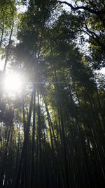 Low angle view of bamboo trees in forest