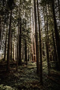 Low angle view of trees in forest