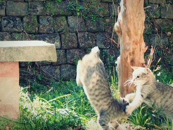 Cat on grass