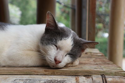 Close-up of cat sleeping