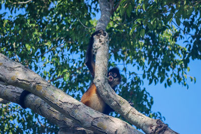 Monkey on a tree angry