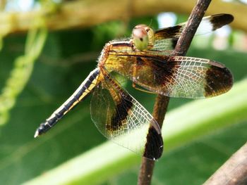 Close-up of dragonfly on leaf