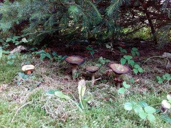 Mushrooms growing on field in forest