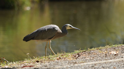 Gray heron perching on grass