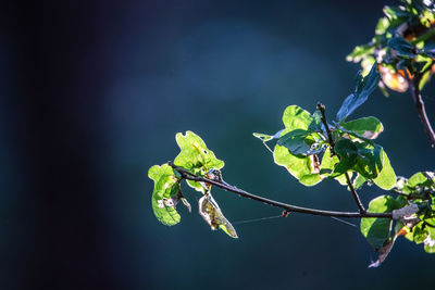 Close-up of plant on twig