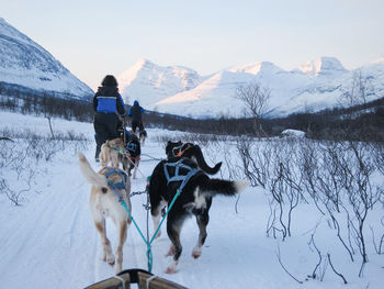 Dog sledding over snow with mountains in background