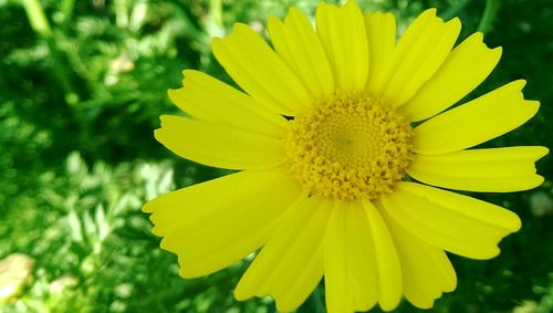 Close-up of yellow flower blooming outdoors