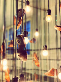 View of fish hanging from glass window