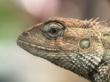 Close-up of lizard