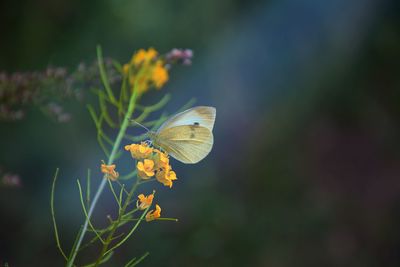 Close-up of butterfly pollinating on yellow flower