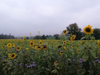 Yellow flowers blooming on field against sky