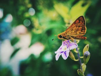 Butterfly pollinating on flower