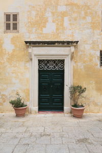 Potted plant against building