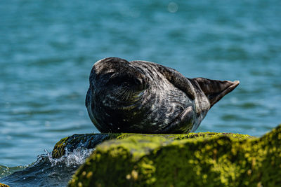 Close-up of bird on rock by lake
