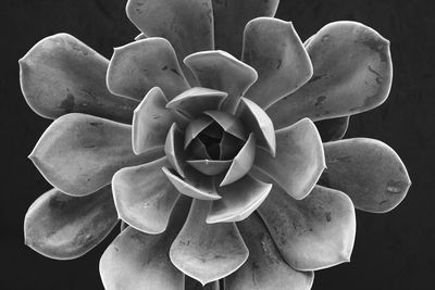 Close-up of succulent plant