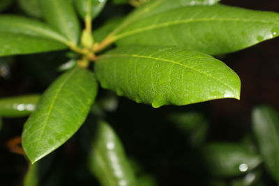 Close-up of water drops on plant