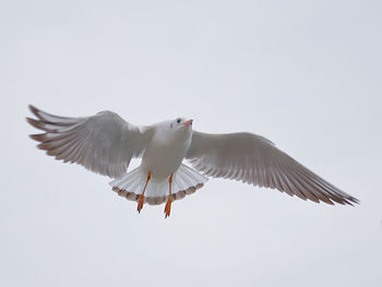 Low angle view of bird flying against clear sky