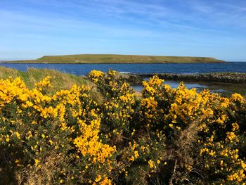 Yellow flowers growing on field by sea against sky