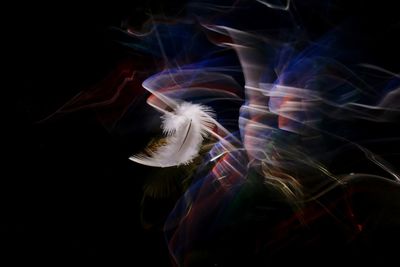 Close-up of jellyfish against black background