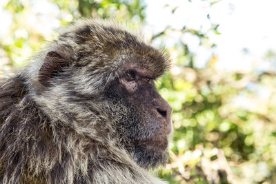 Close-up of monkey looking away against trees