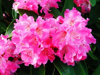 Close-up of pink flowers