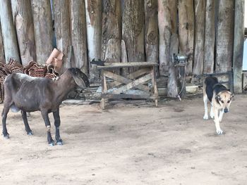 Horses on tree trunk