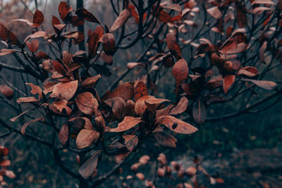 Plants in forest during autumn