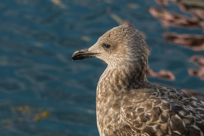 Close-up of seagull looking away