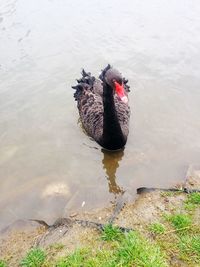 High angle view of swan swimming in lake