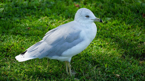 Close-up of seagull perching on grass