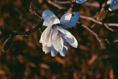 Close-up of white flowers