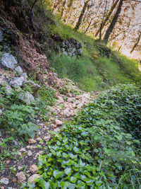 Trees growing in forest