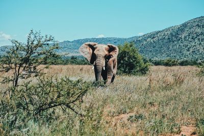 Elephant standing on field during sunny day