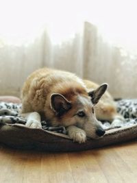 Portrait of dog resting on floor at home