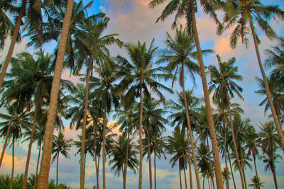 Low angle view of coconut palm trees against sky