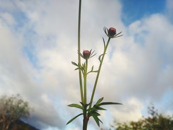 Low angle view of flowering plant against sky