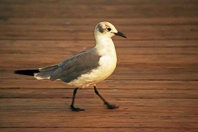 Side view of bird perching on rock