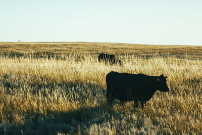 Horse grazing on field against clear sky