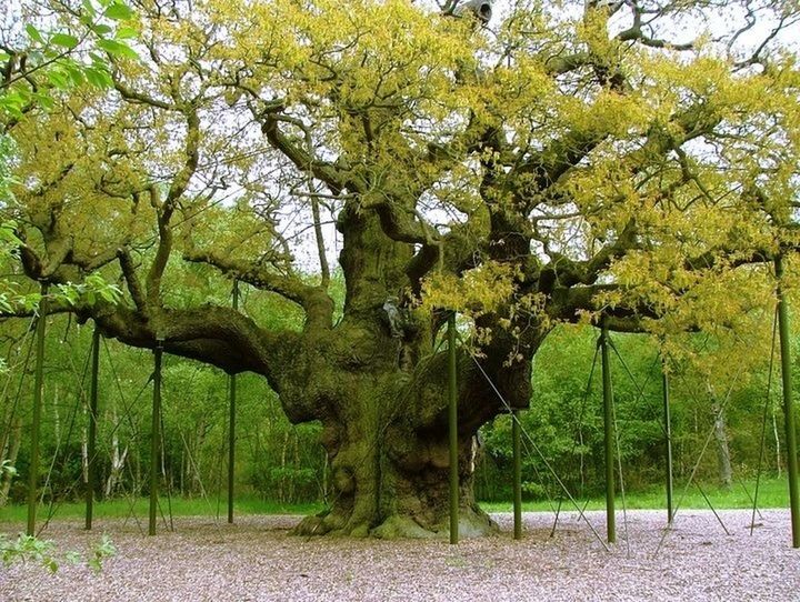 tree, growth, nature, tranquility, beauty in nature, branch, park - man made space, tranquil scene, flower, green color, tree trunk, leaf, sunlight, scenics, day, growing, plant, footpath, freshness, outdoors