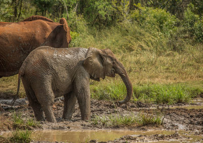 Elephant in a forest