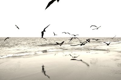 Seagulls flying over sea against sky