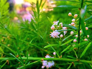 Flowers growing in field