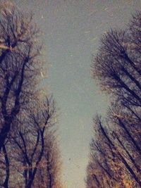 Low angle view of bare trees against sky