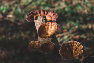 Close-up of snail