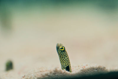 Close-up of fish swimming