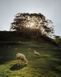 Sheep grazing in a field